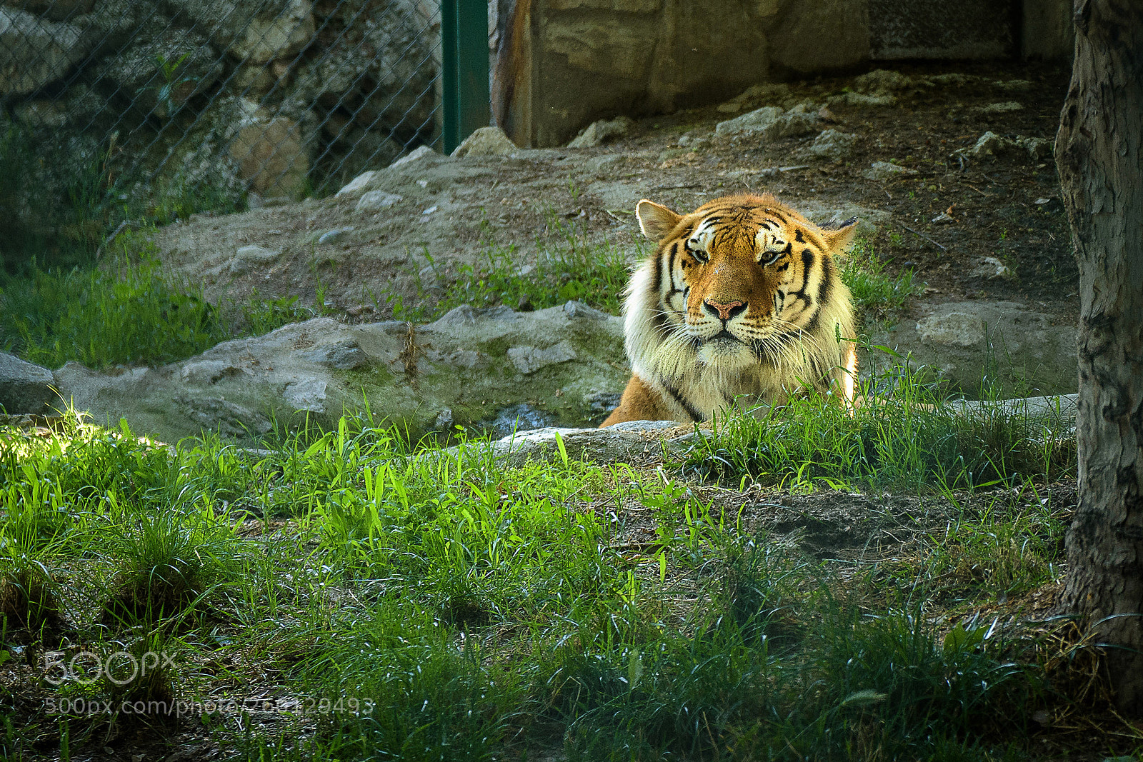 Nikon D7200 sample photo. Sunbathе photography