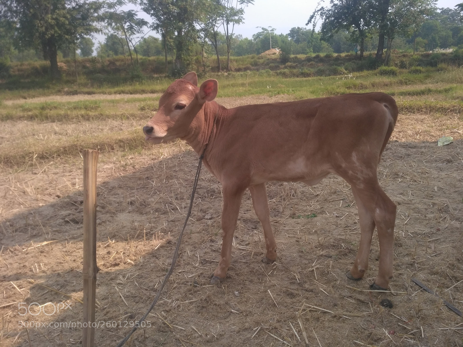 Xiaomi Redmi 3S sample photo. Untitled photography
