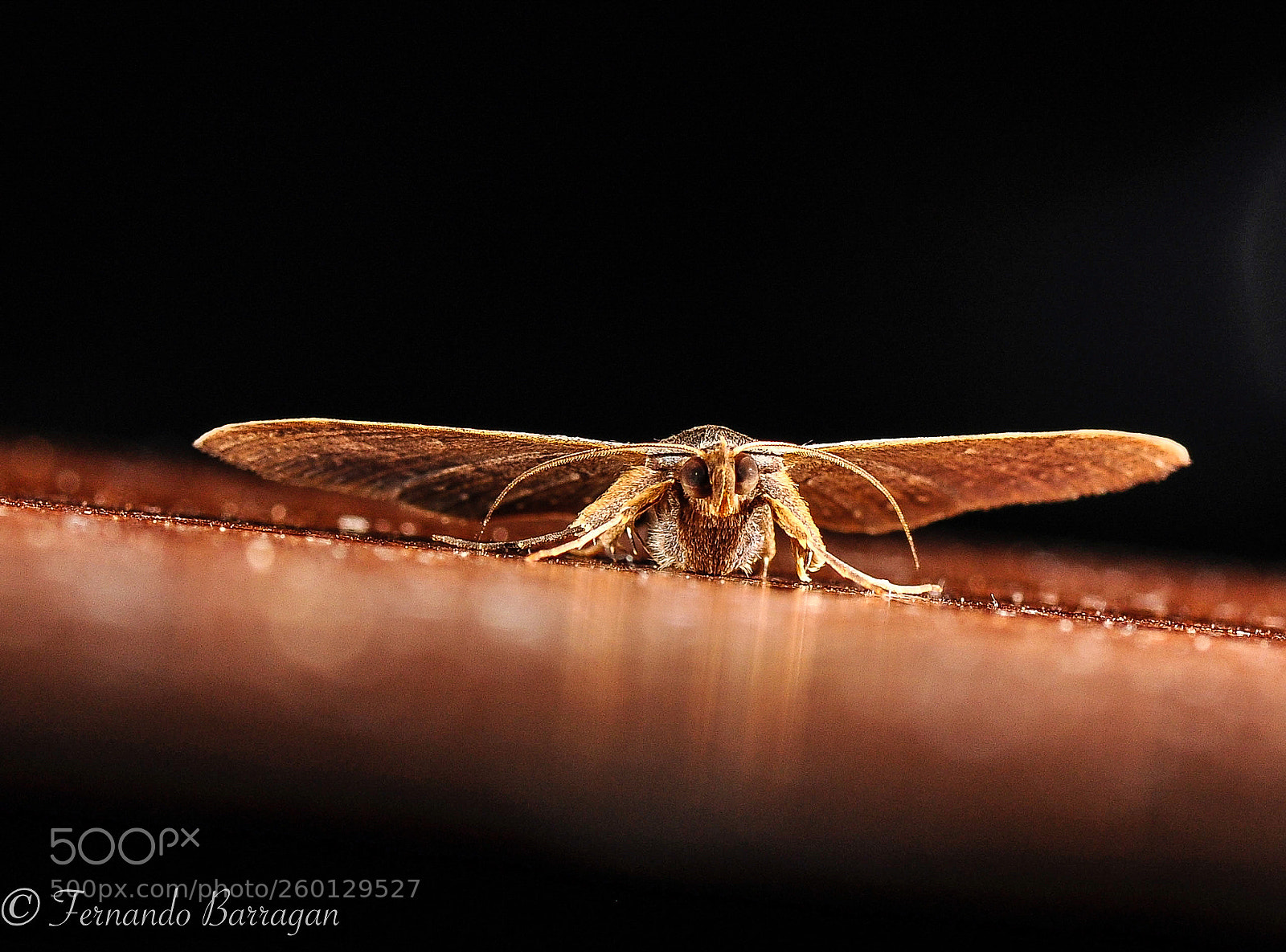 Nikon D90 sample photo. Polilla photography