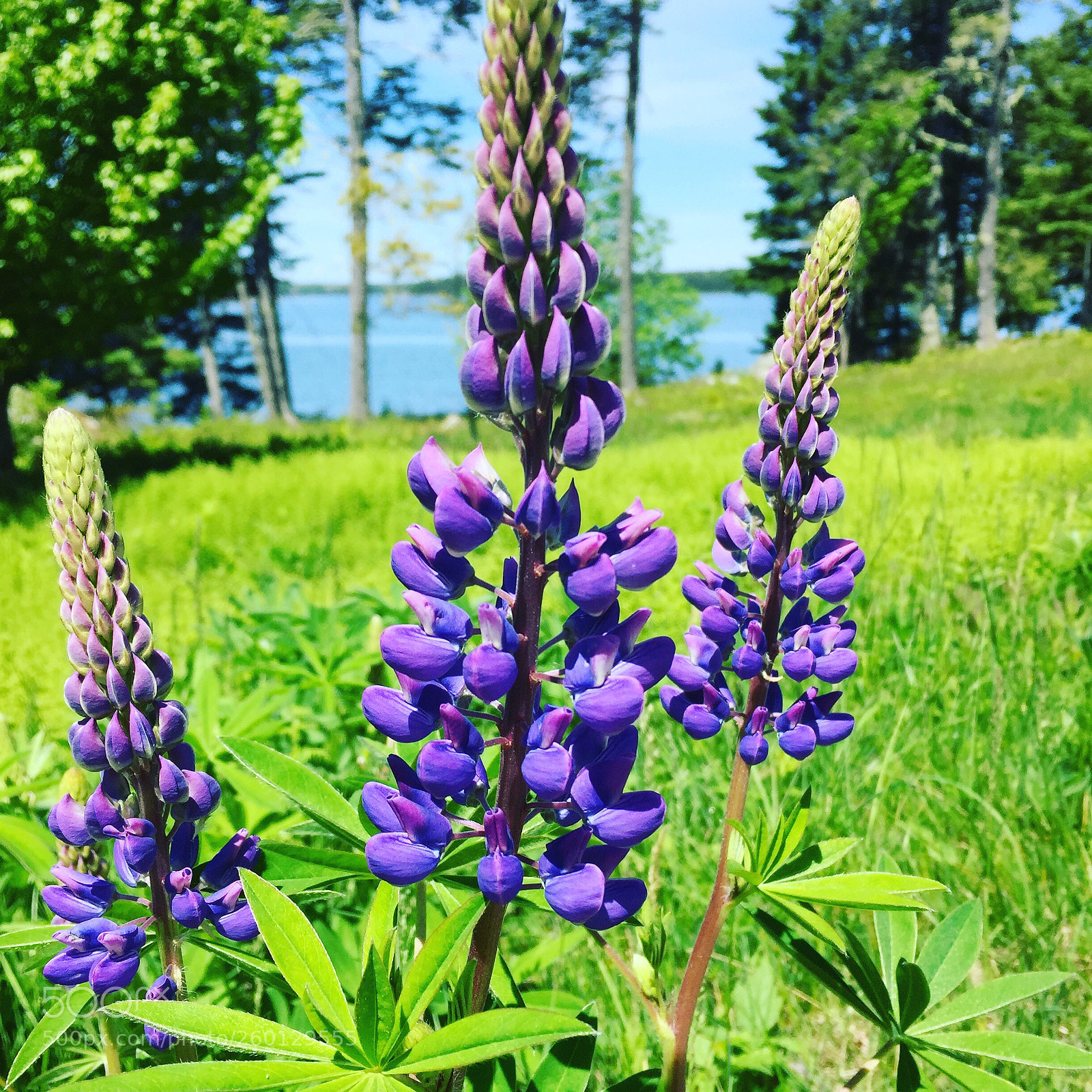 Apple iPhone 6 sample photo. Lupines photography