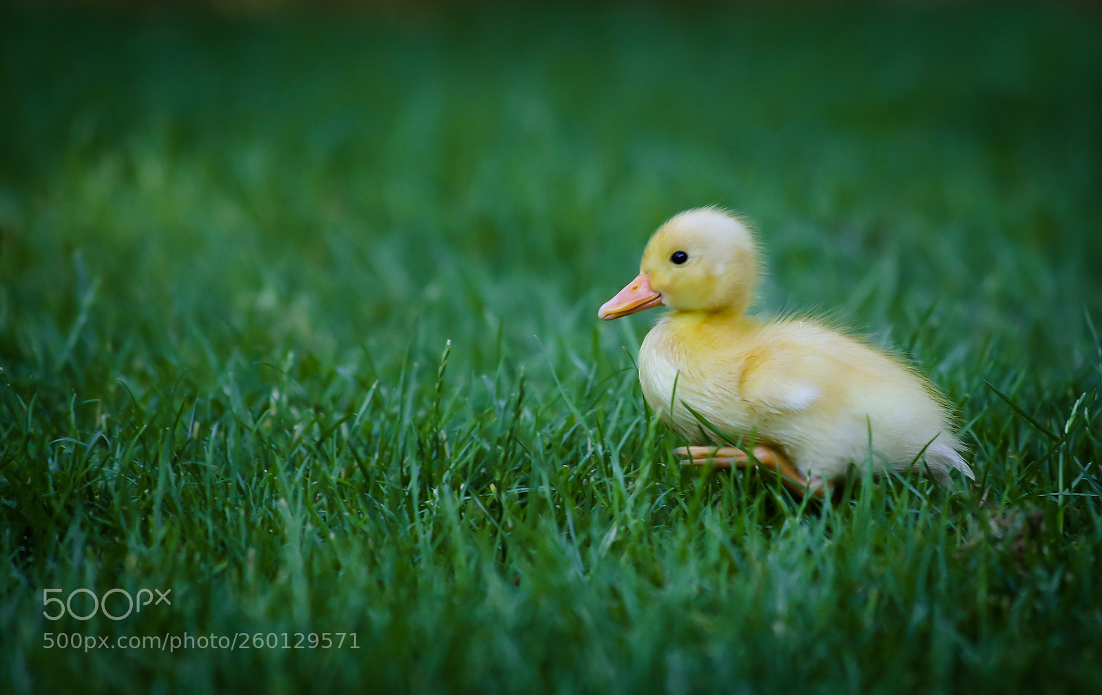 Canon EOS 6D sample photo. Entenkind photography