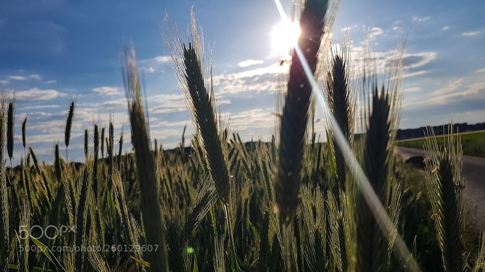 Samsung Galaxy S7 sample photo. Getreidefelder photography