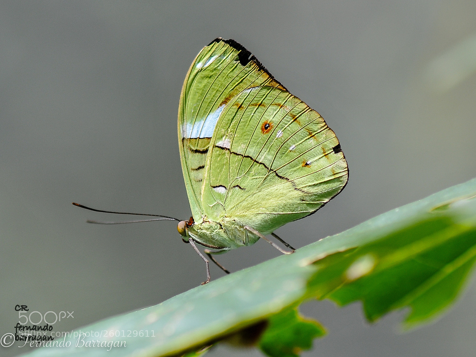 Nikon D300S sample photo. Mariposa  butterfly photography