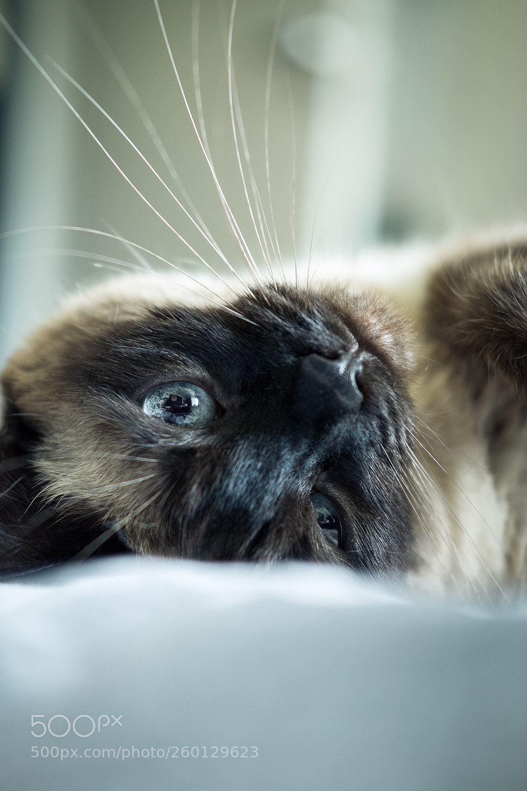 Fujifilm X-T1 sample photo. Dreamy cat photography