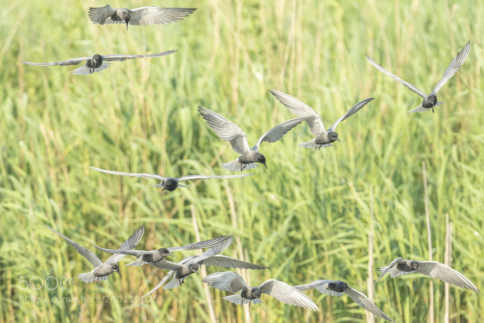 Nikon D500 sample photo. Black terns photography