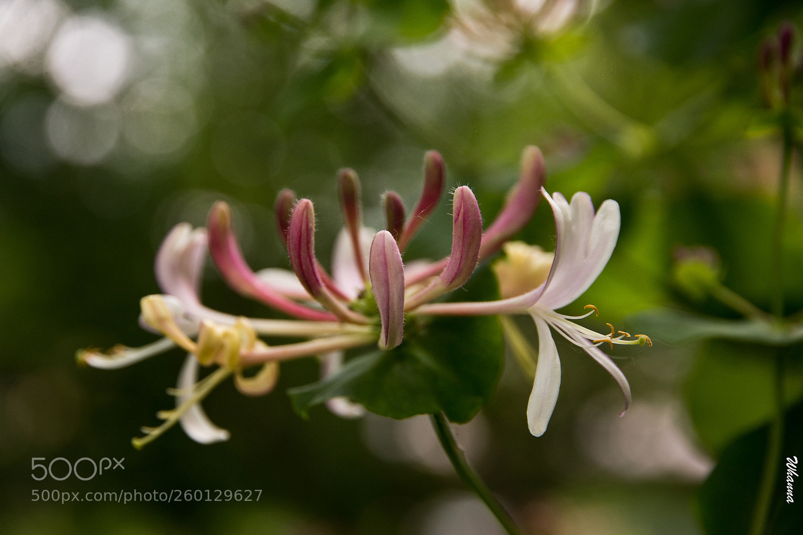 Canon EOS 60D sample photo. Thoughts photography