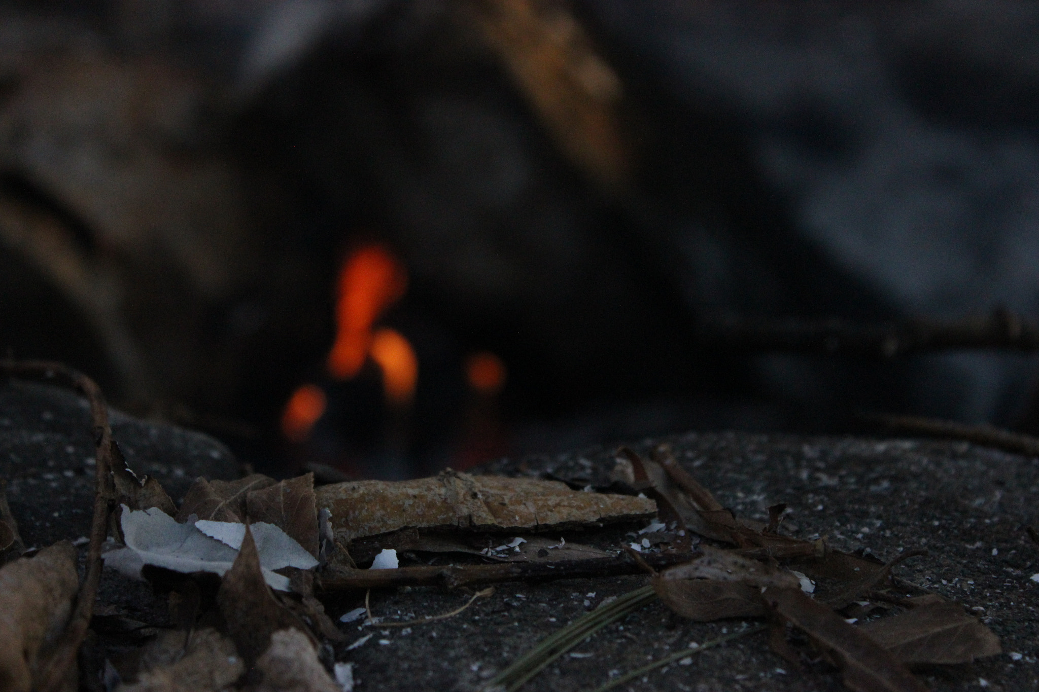 Canon EOS 550D (EOS Rebel T2i / EOS Kiss X4) sample photo. Leaf photography