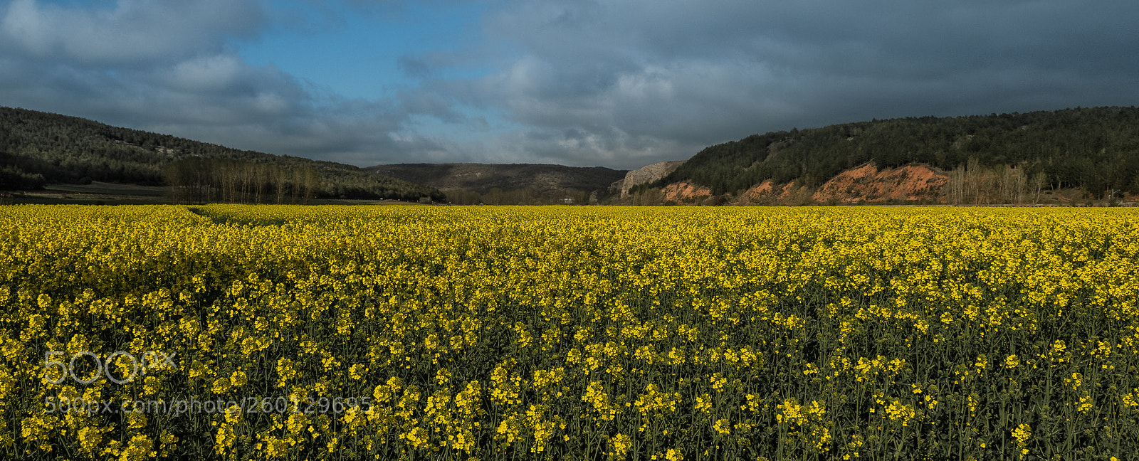 Fujifilm X-T2 sample photo. Flor de la colza. photography