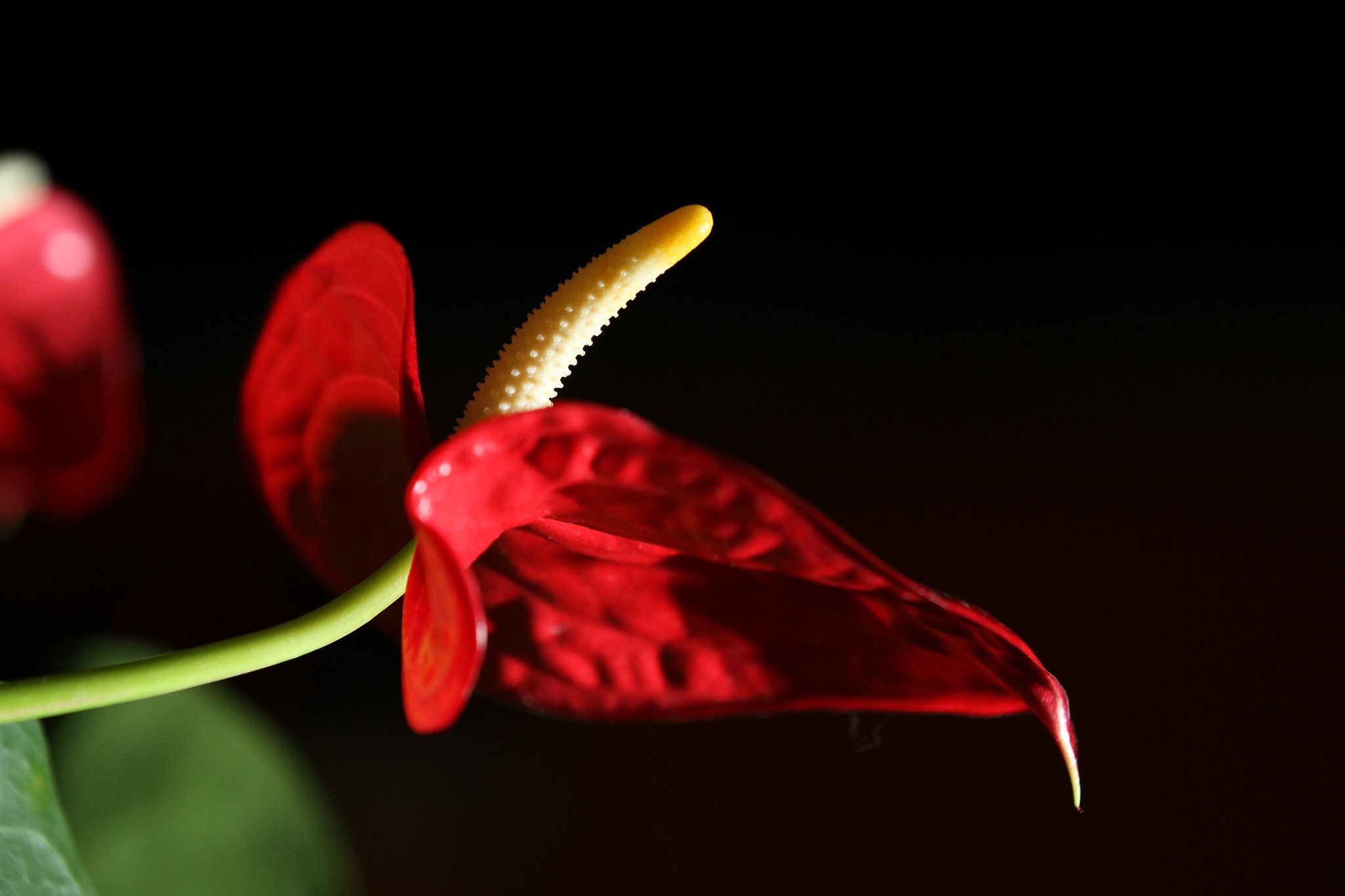 Canon EOS 7D sample photo. Red photography