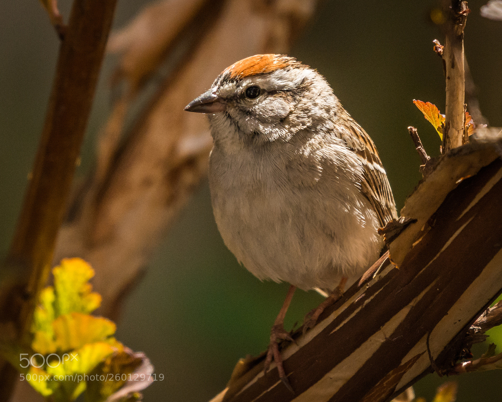 Nikon D7100 sample photo. Backyard friend the chirpping photography