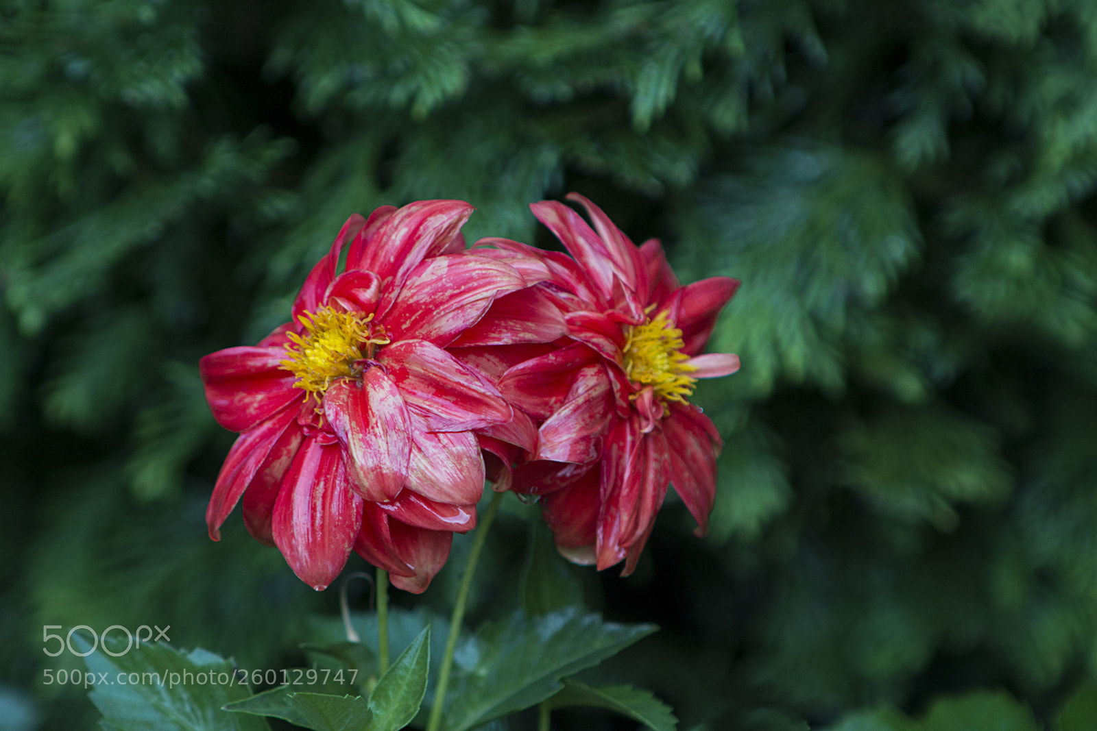 Canon EOS 70D sample photo. Dalia photography