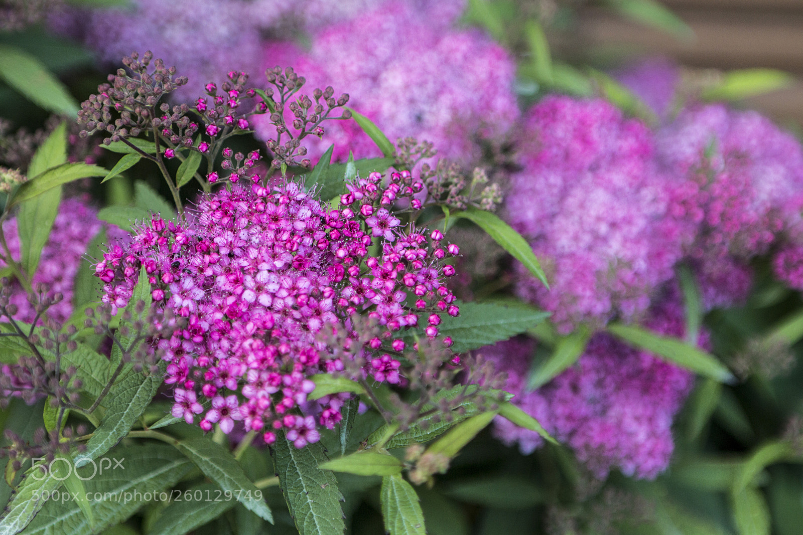Canon EOS 70D sample photo. Spirae japonica photography