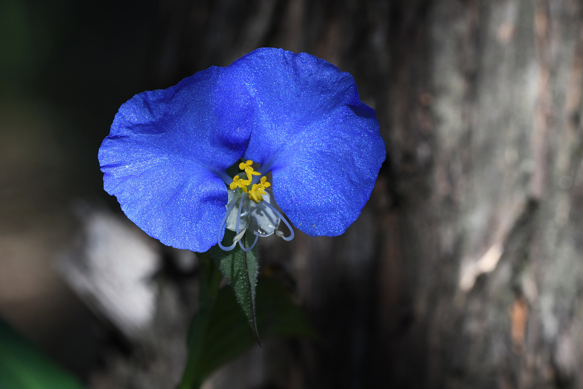 Nikon D500 sample photo. True blue photography