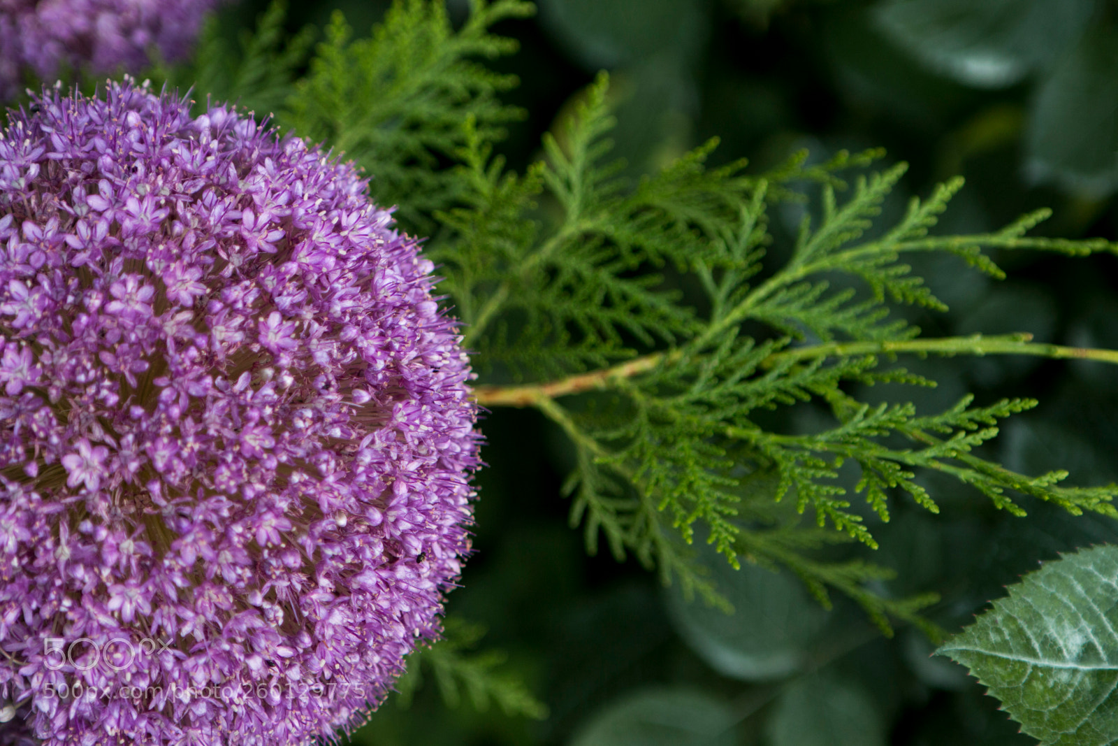 Canon EOS 70D sample photo. Hagymavirág photography