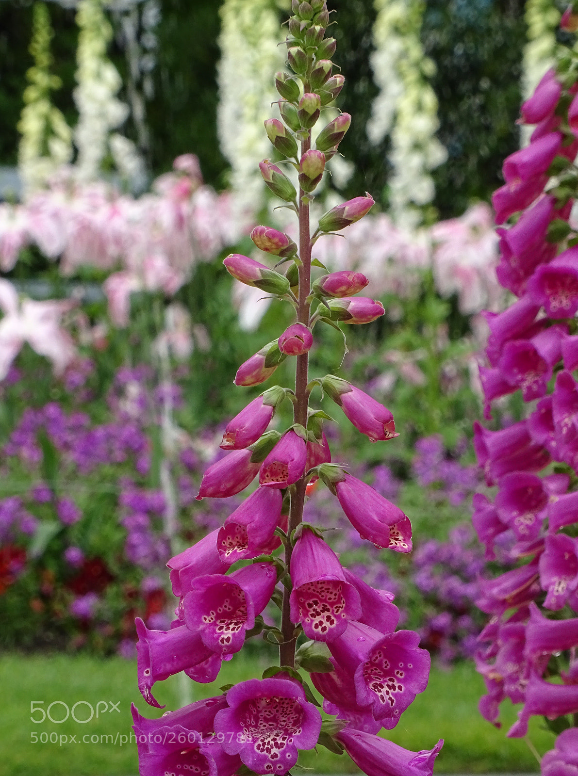 Sony DSC-HX60V sample photo. Flower forest photography