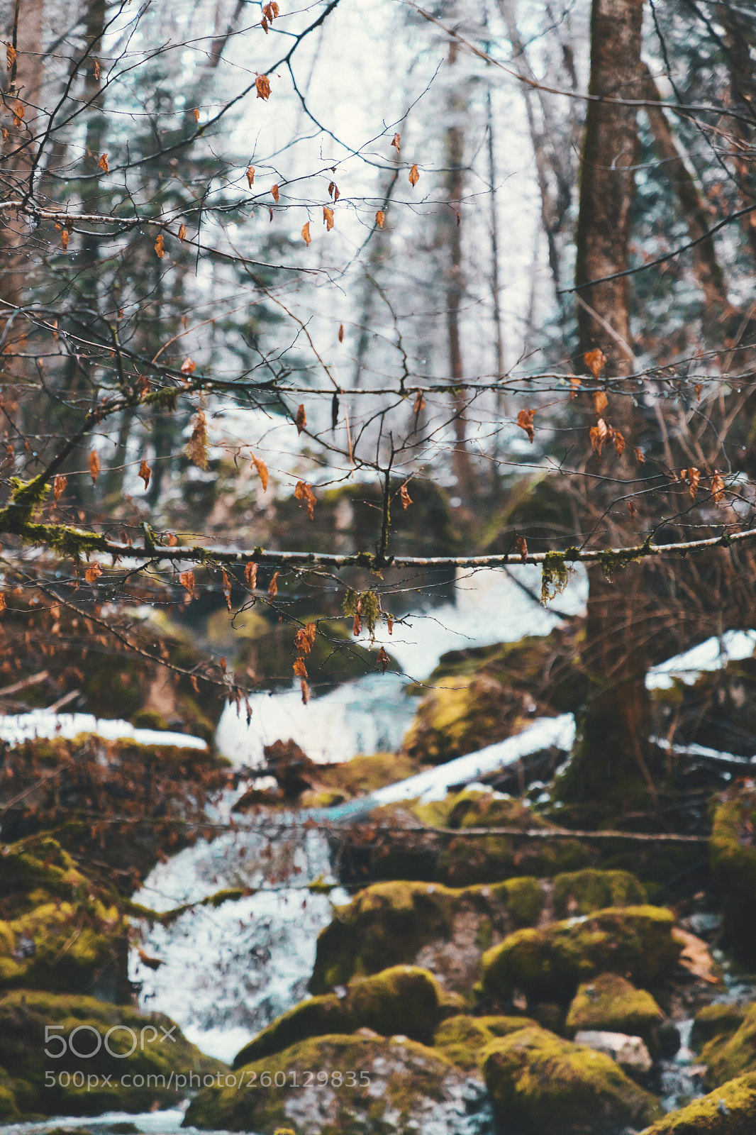 Canon EOS 5D Mark IV sample photo. Untitled photography