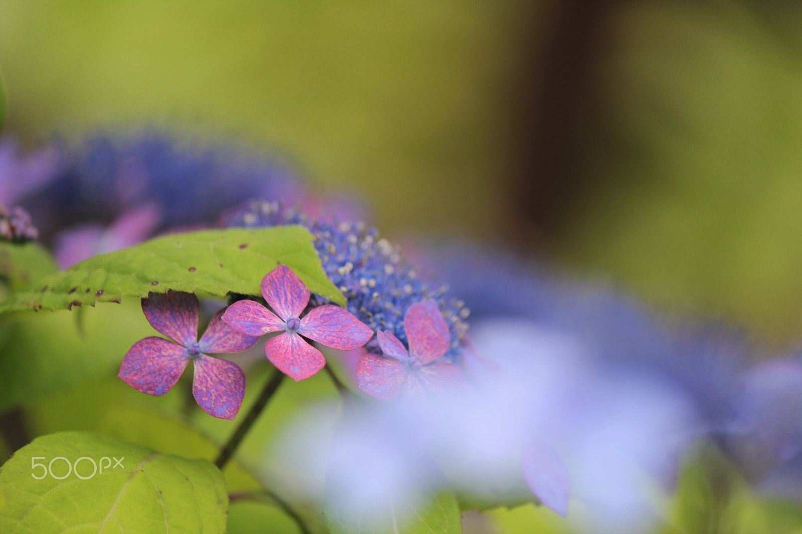 Canon EF-S 55-250mm F4-5.6 IS II sample photo. Color of the early summer photography