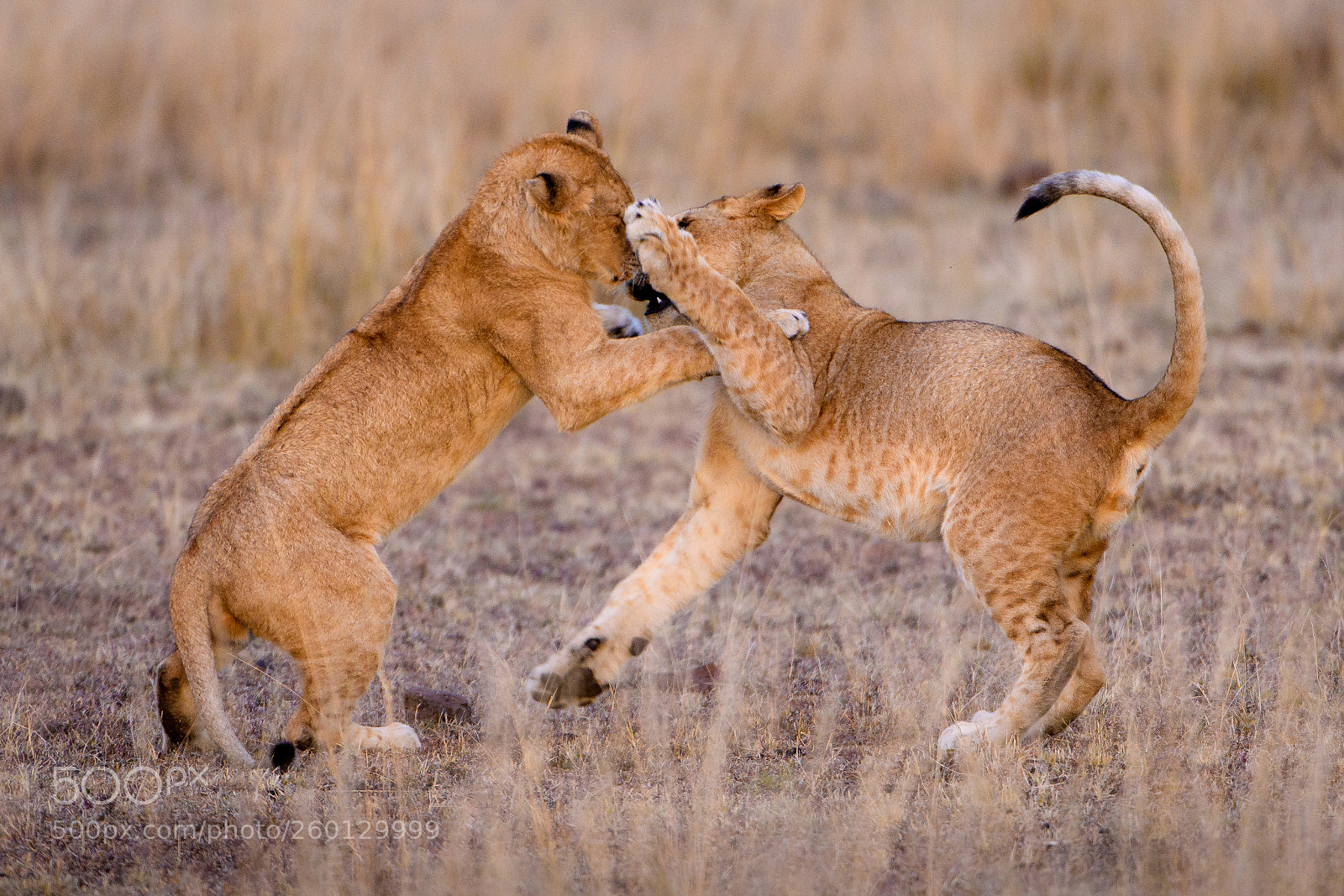 Nikon D500 sample photo. Warriors photography