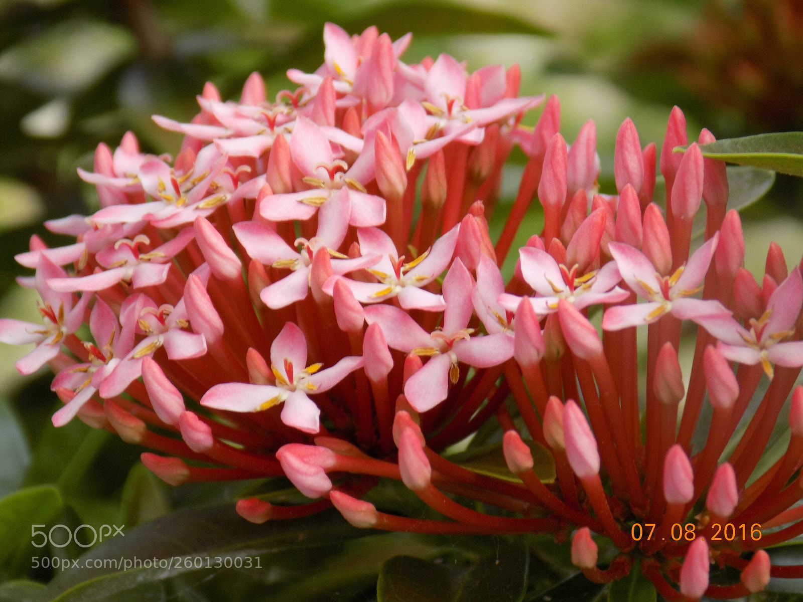 Nikon COOLPIX L340 sample photo. Pink flowers #2 photography