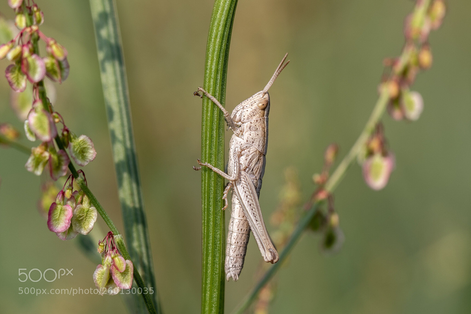 Canon EOS 7D Mark II sample photo. Grasshopper photography