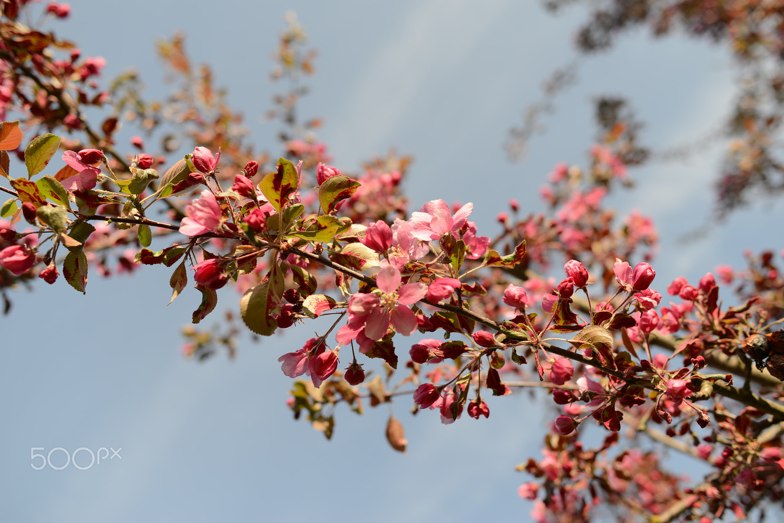 Nikon D800 + Nikon AF-S Nikkor 28mm F1.8G sample photo. Malus purpurea - in the garden photography