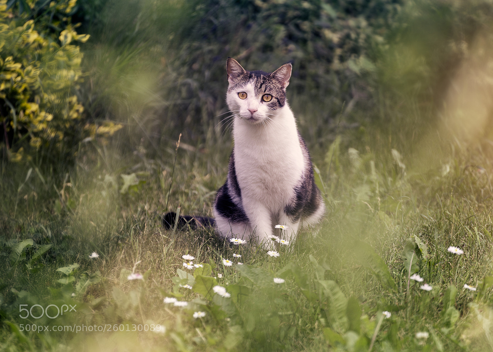 Canon EOS 6D sample photo. Careful cat photography