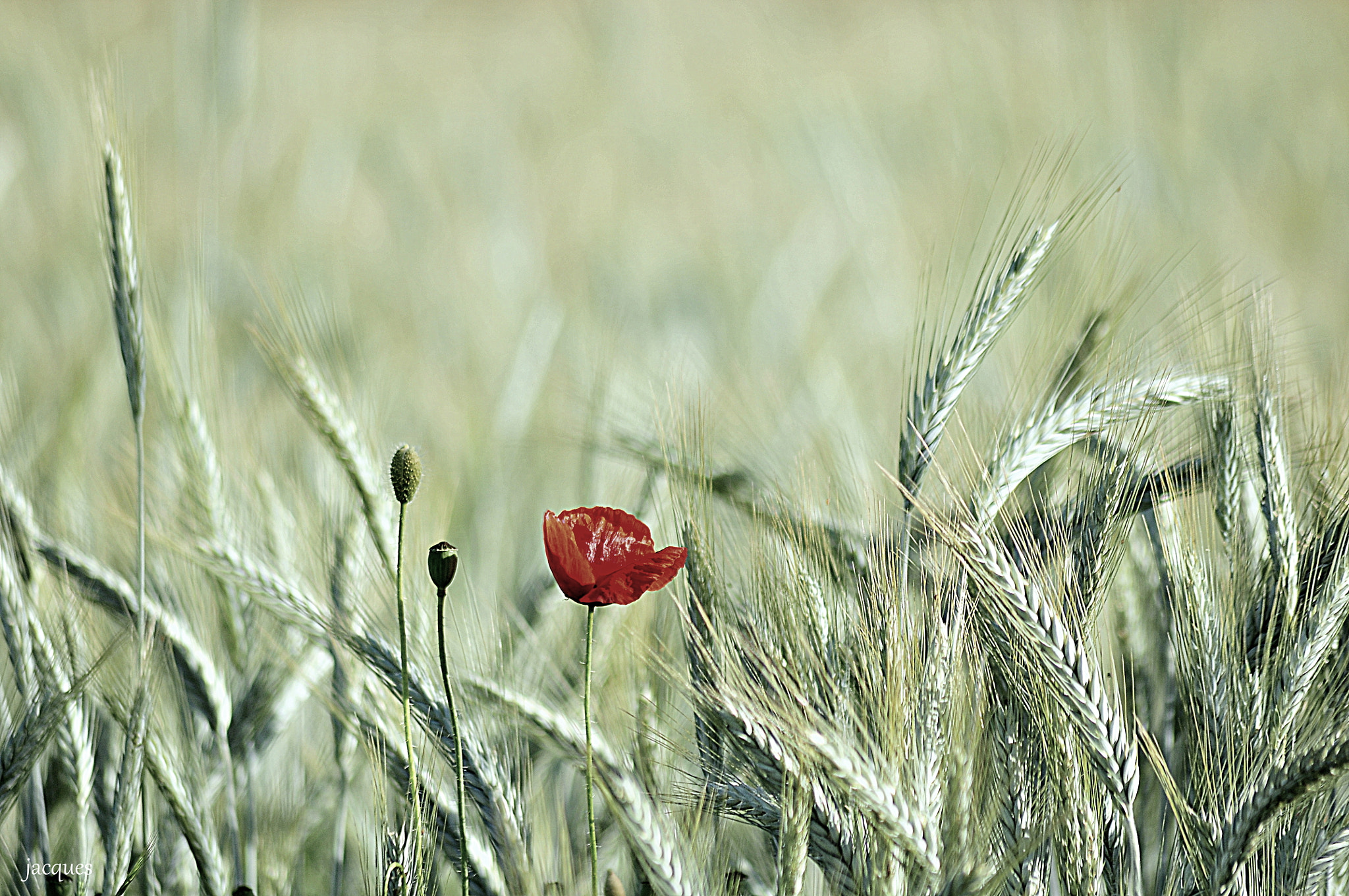 Nikon D300 sample photo. Poppy photography