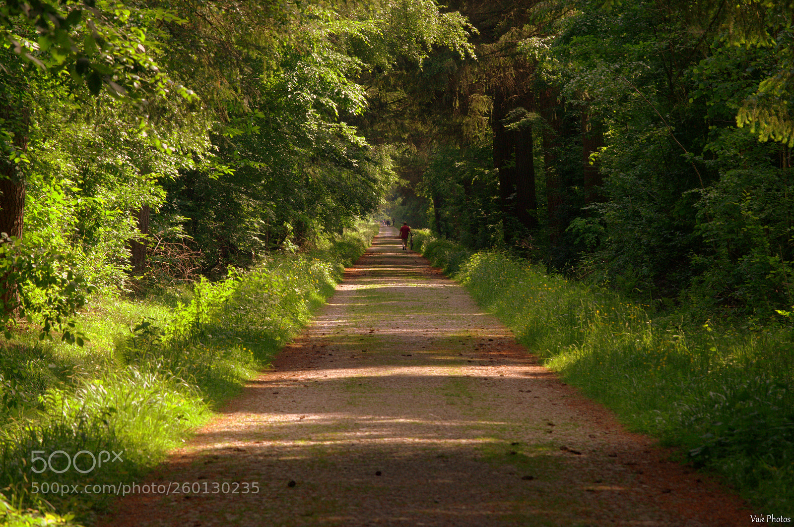 Nikon D3100 sample photo. Forest path photography