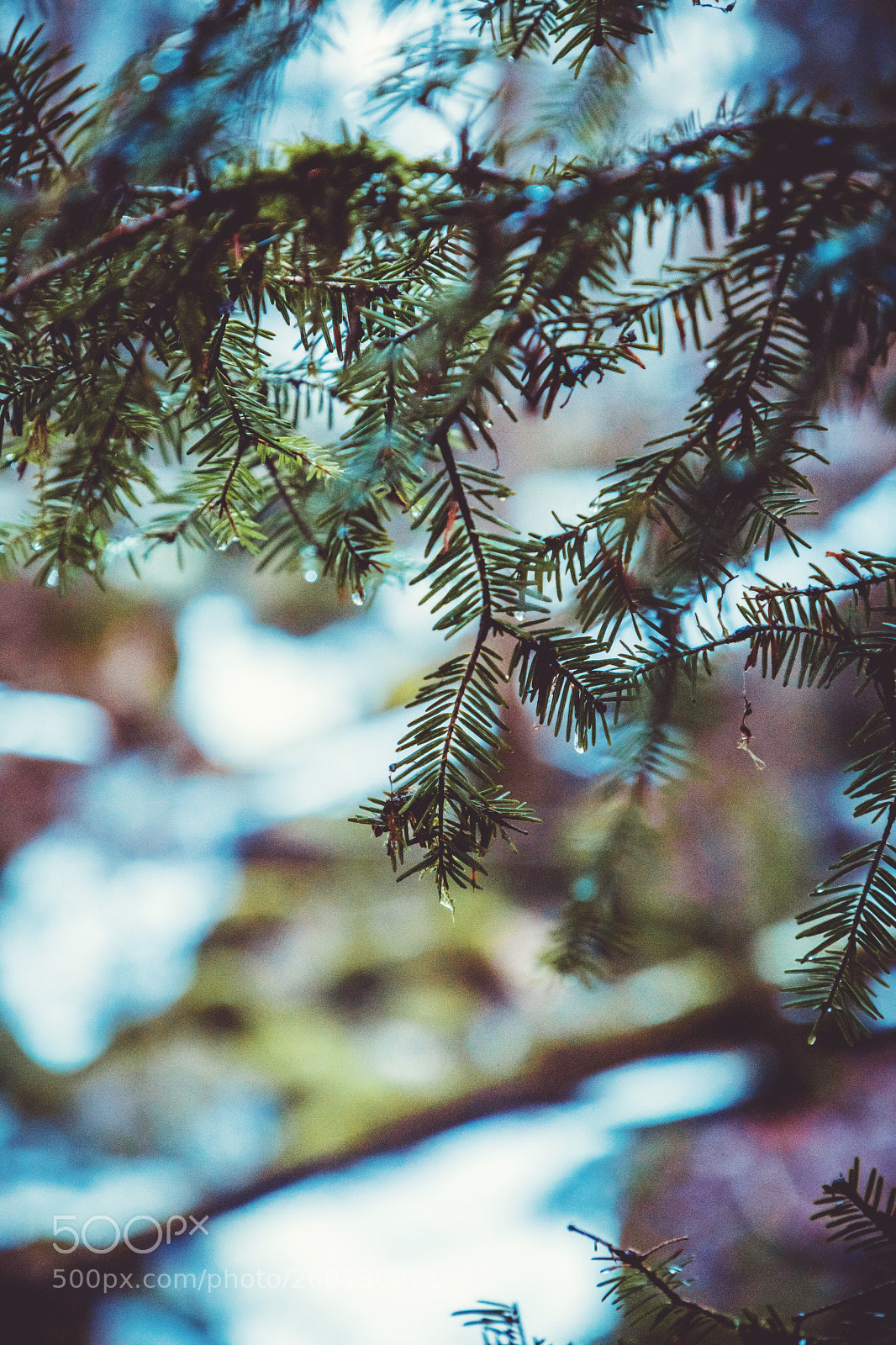 Canon EOS 5D Mark IV sample photo. Jungle
 photography