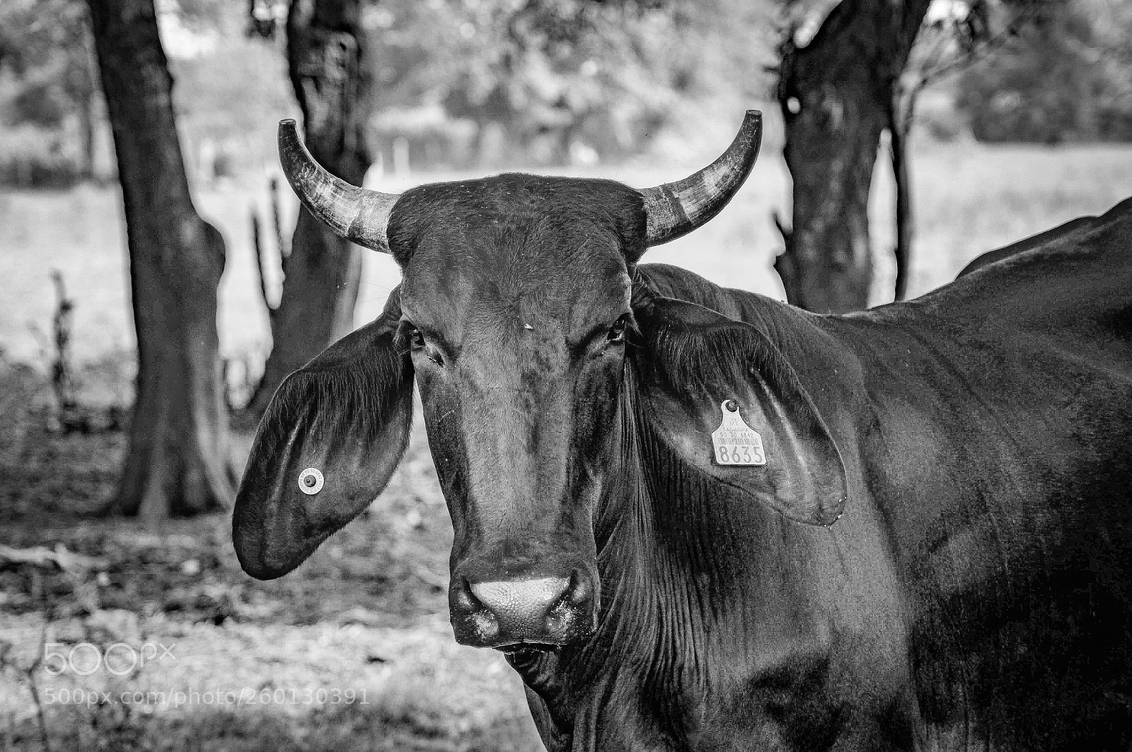 Nikon D3200 sample photo. Toro  photography