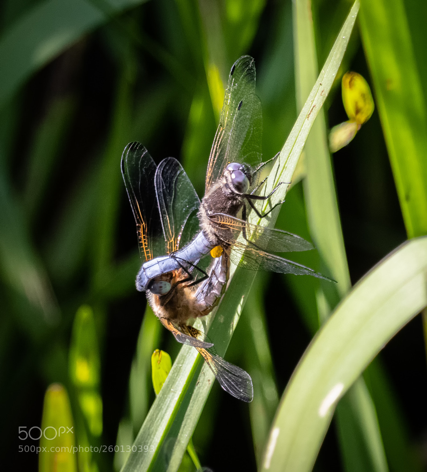 Canon EOS 80D sample photo. Dragonfly #10 photography