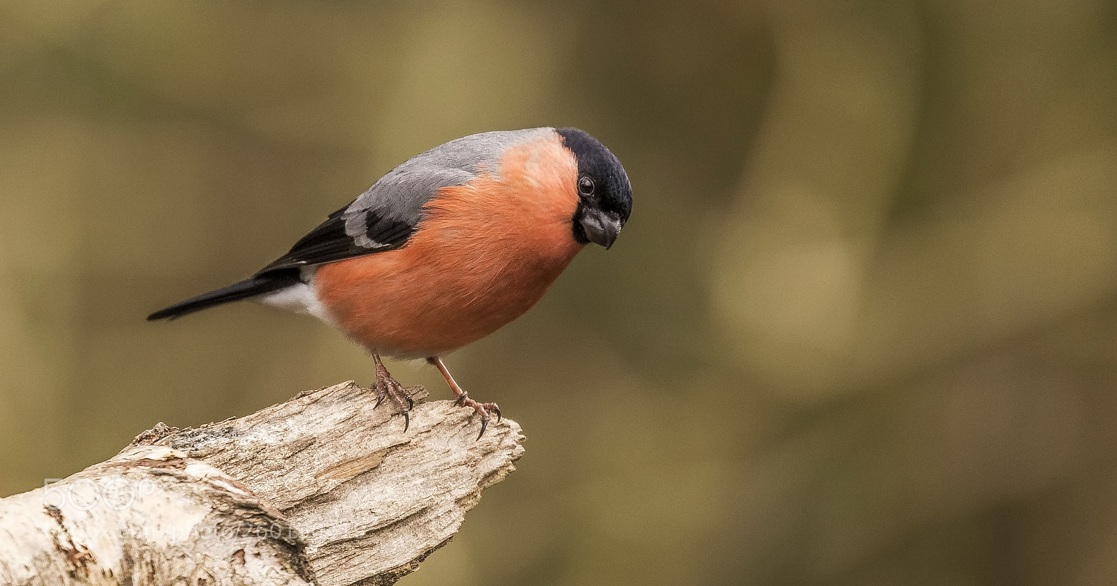 Canon EOS 7D Mark II sample photo. Bullfinch photography