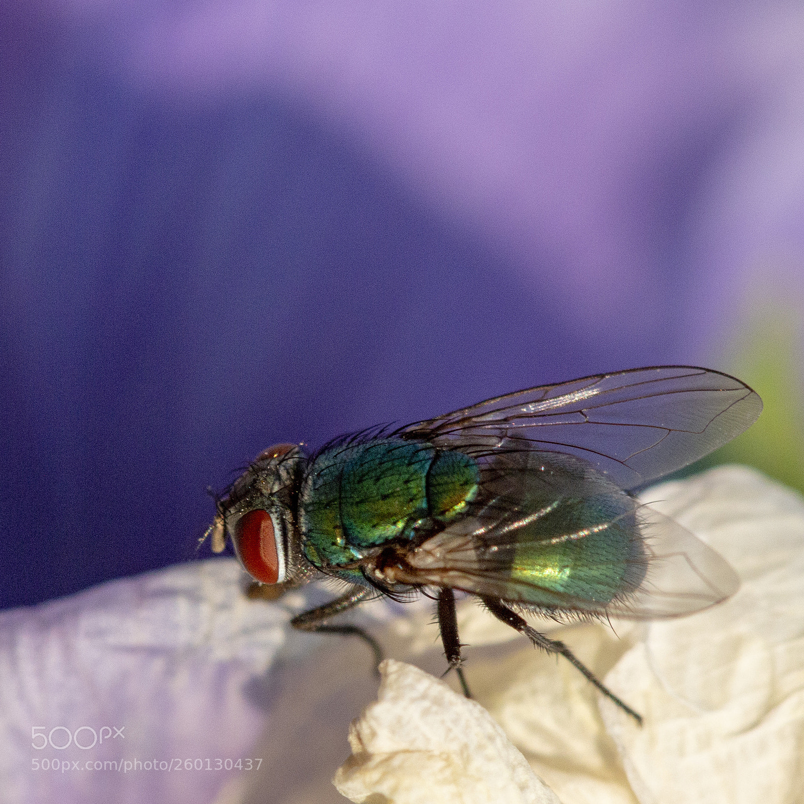 Canon EOS 70D sample photo. The fly photography