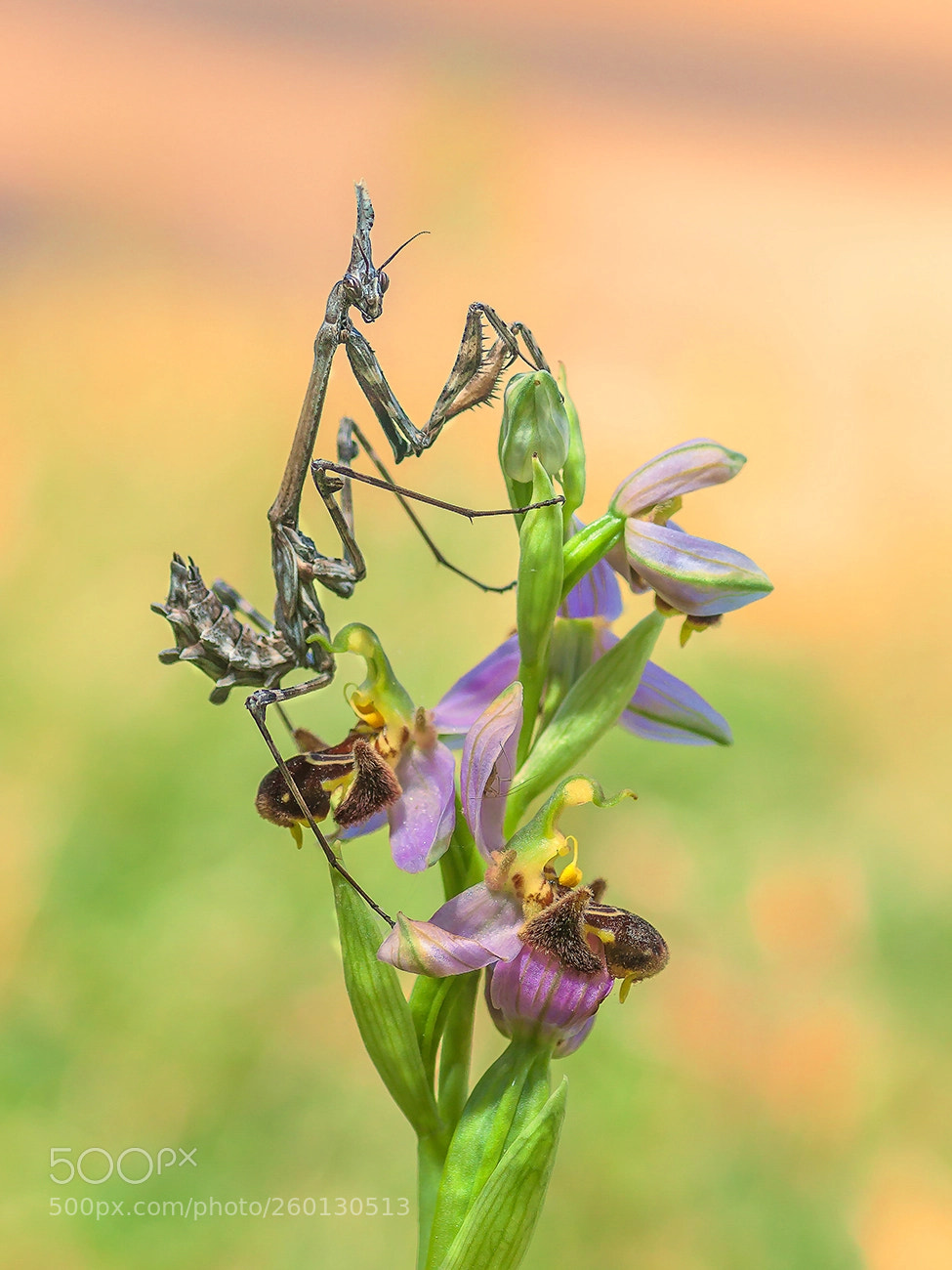 Canon EOS 50D sample photo. Mantis photography