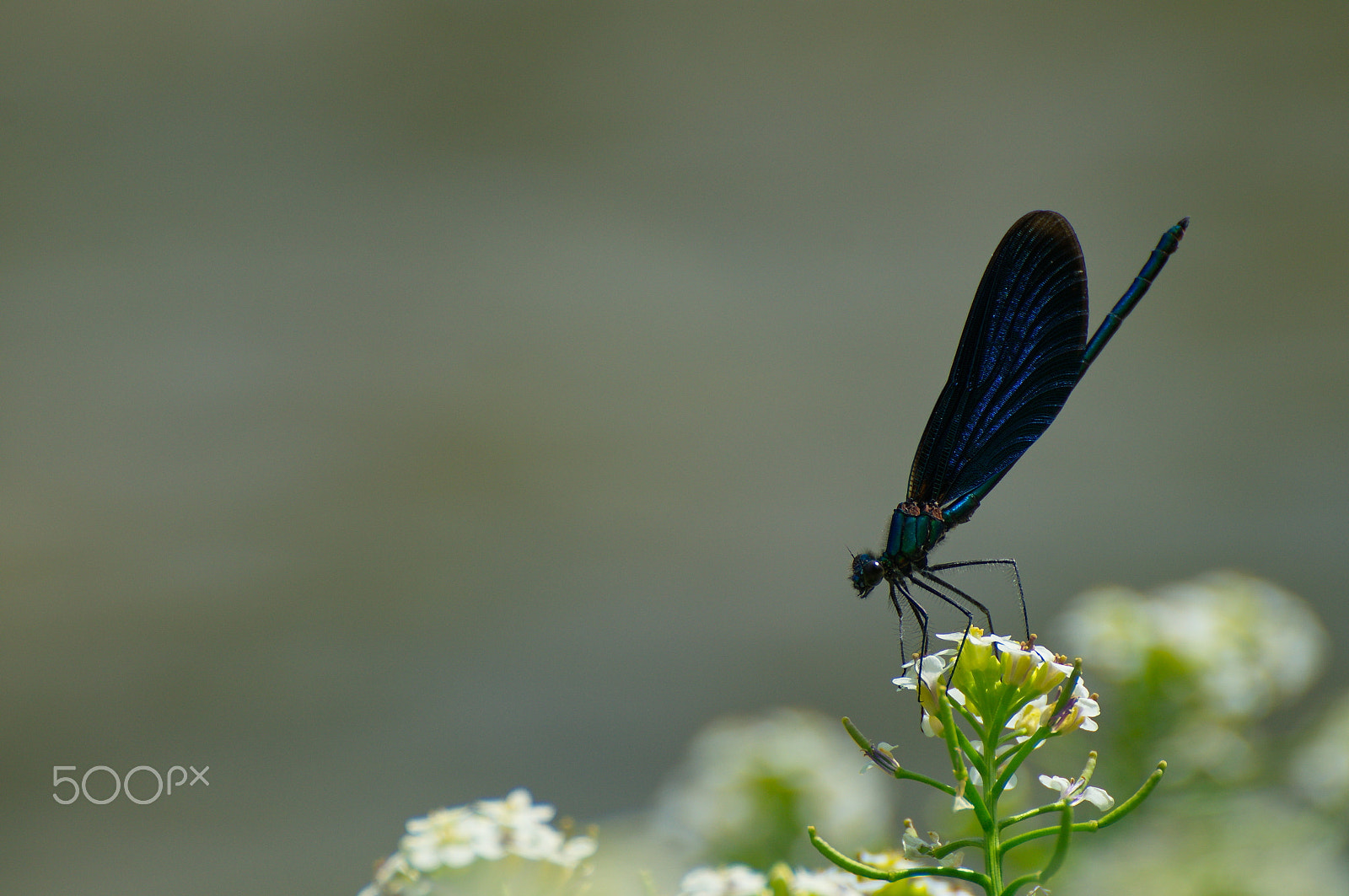 Sony SLT-A57 sample photo. Magnificent dragonfly photography