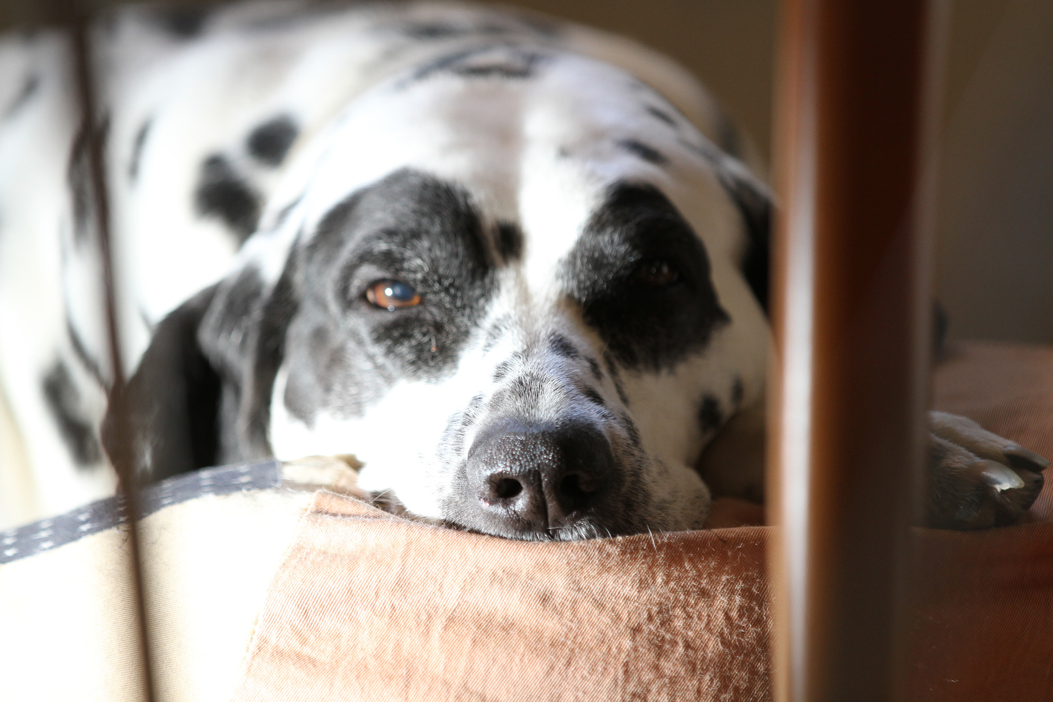 Canon EOS 7D sample photo. Noah photography