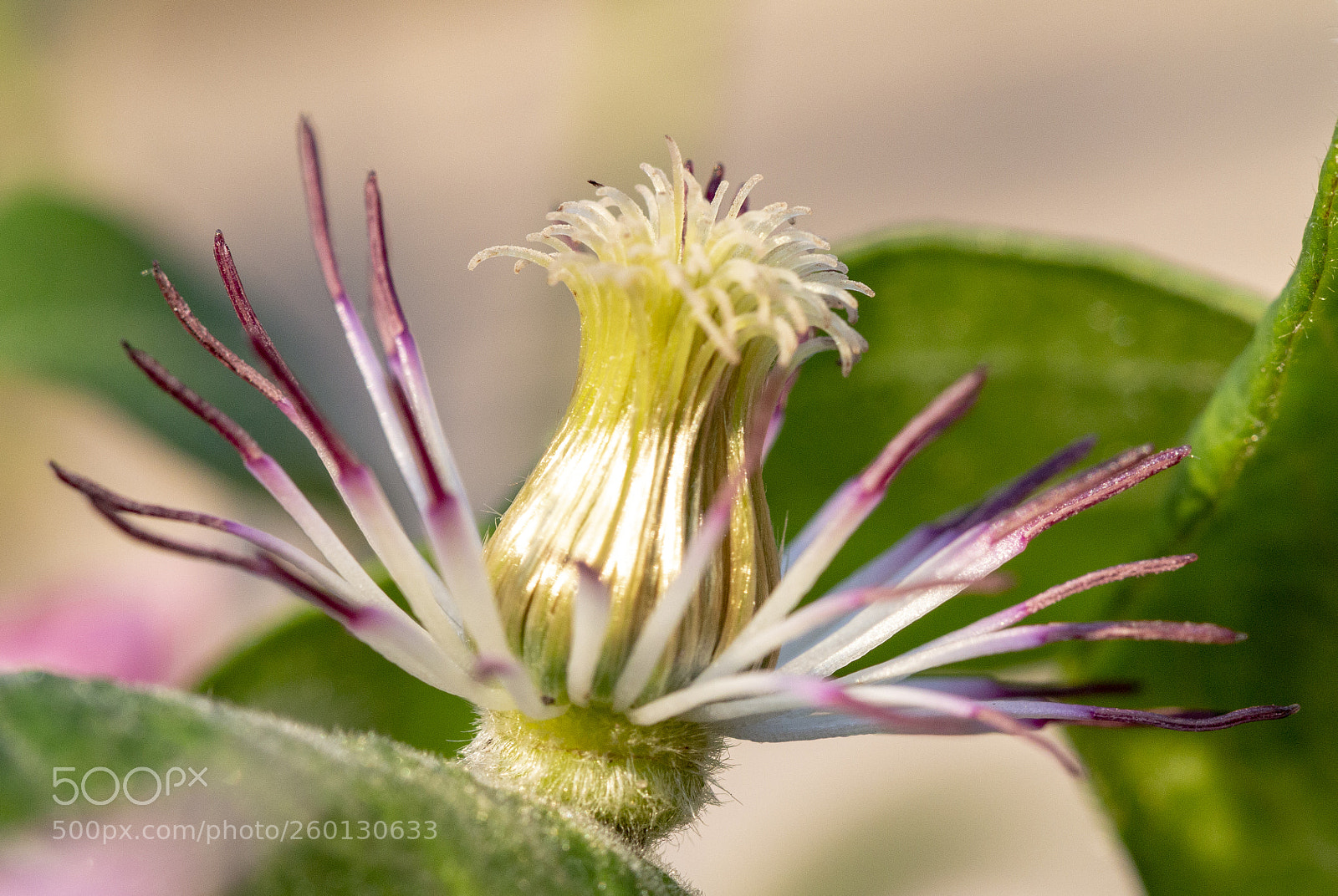 Canon EOS 70D sample photo. Flower photography