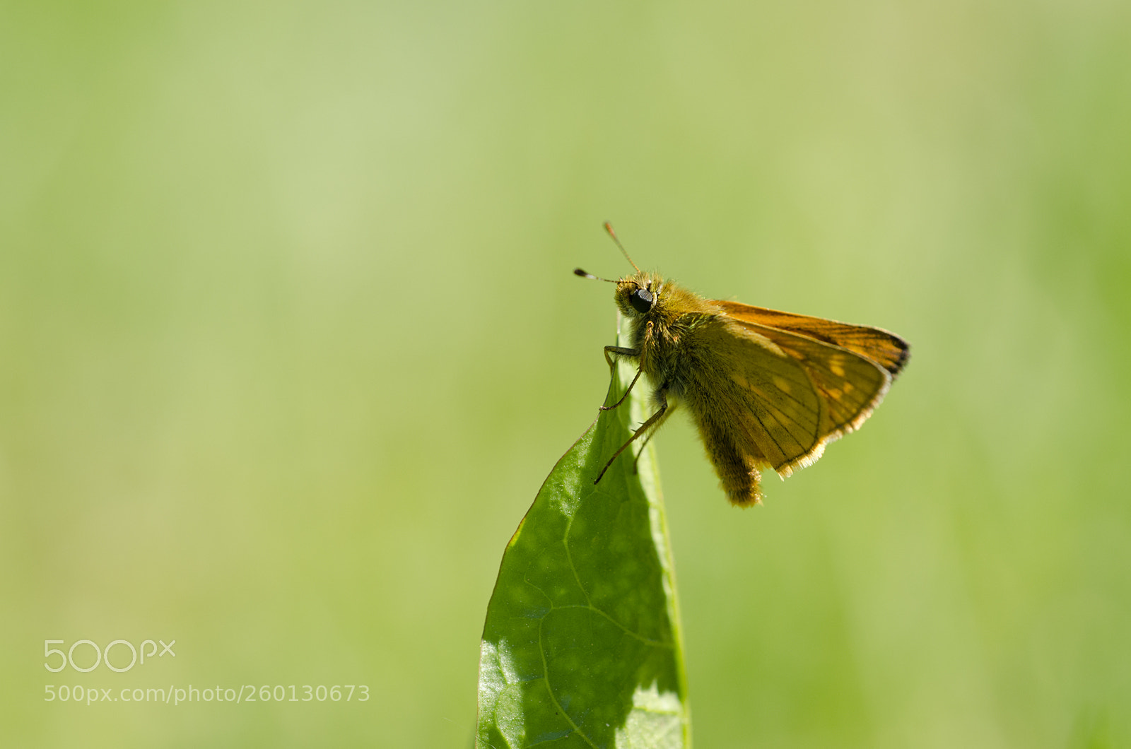 Nikon D7000 sample photo. Skipper photography