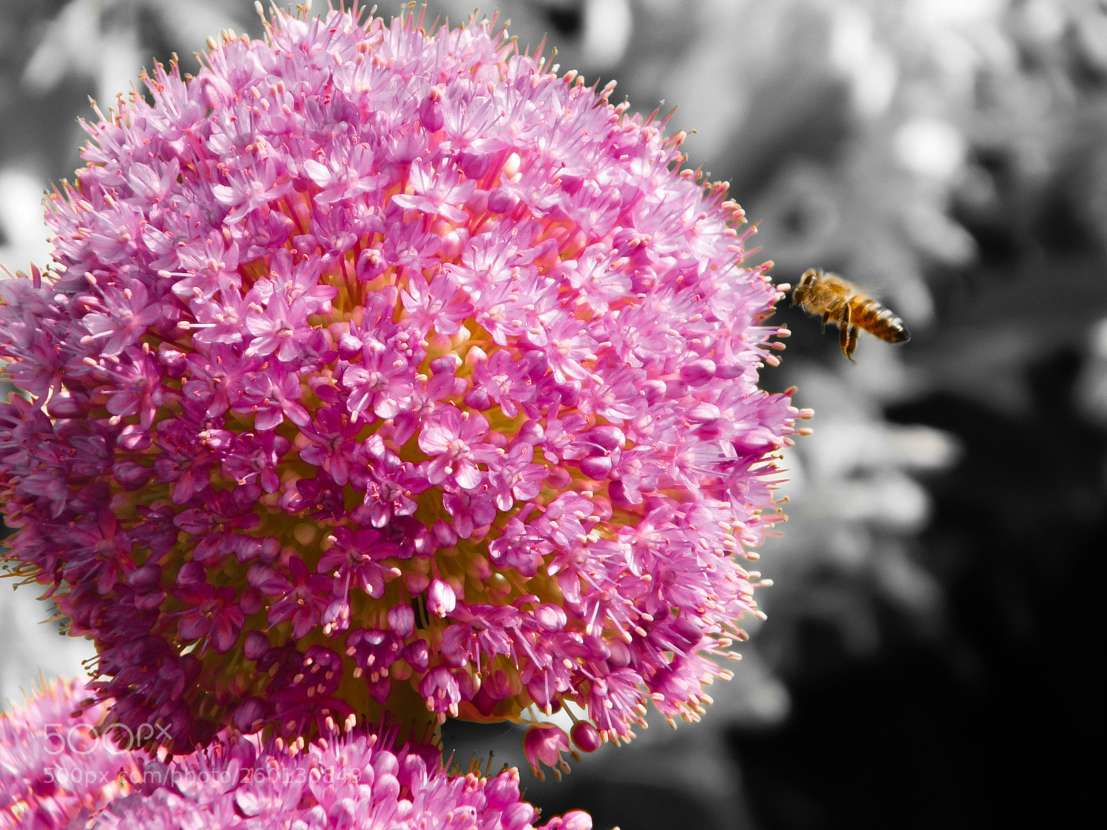 Nikon Coolpix L840 sample photo. Allium photography