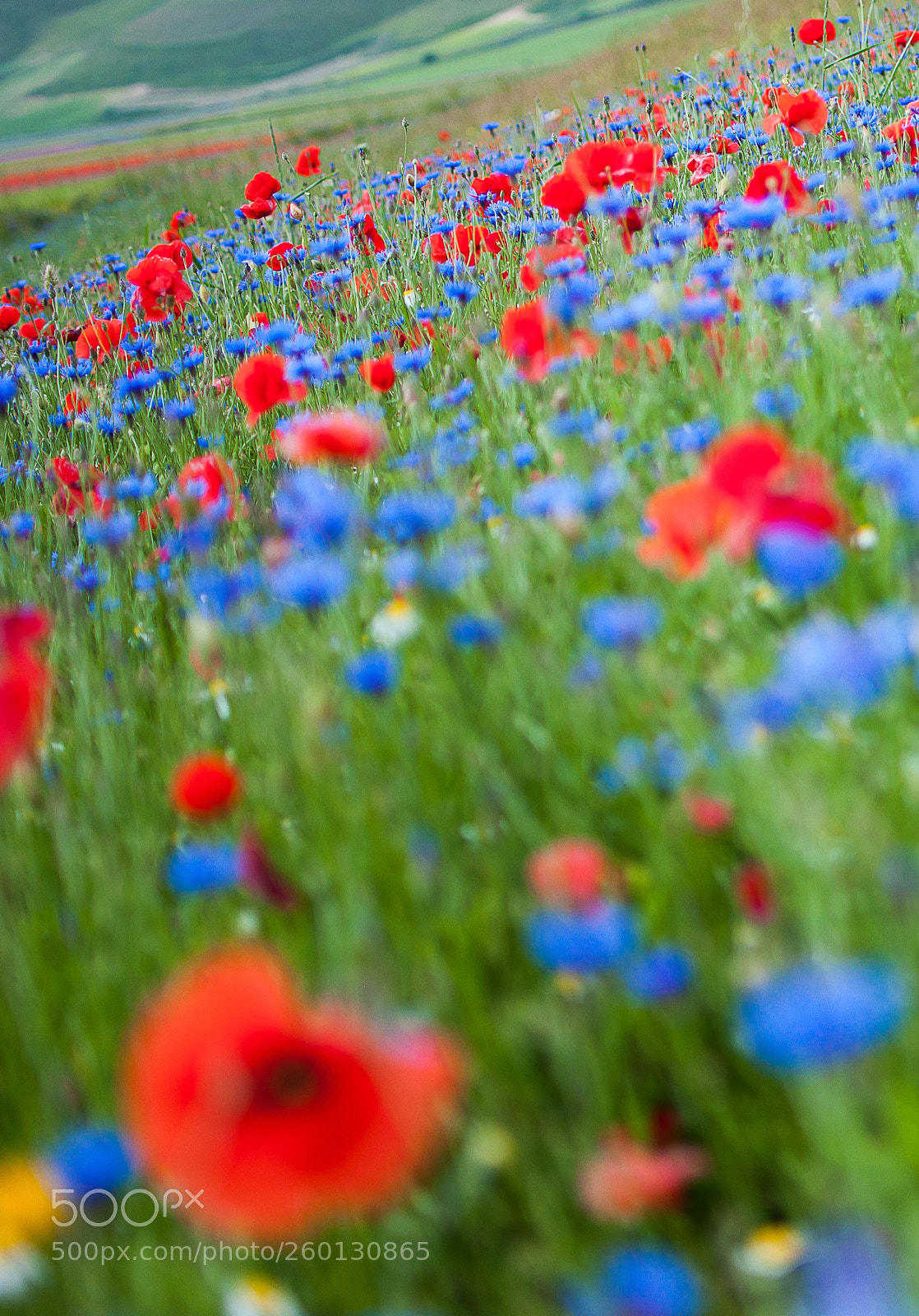Nikon D90 sample photo. Floreal bokeh, castelluccio di photography