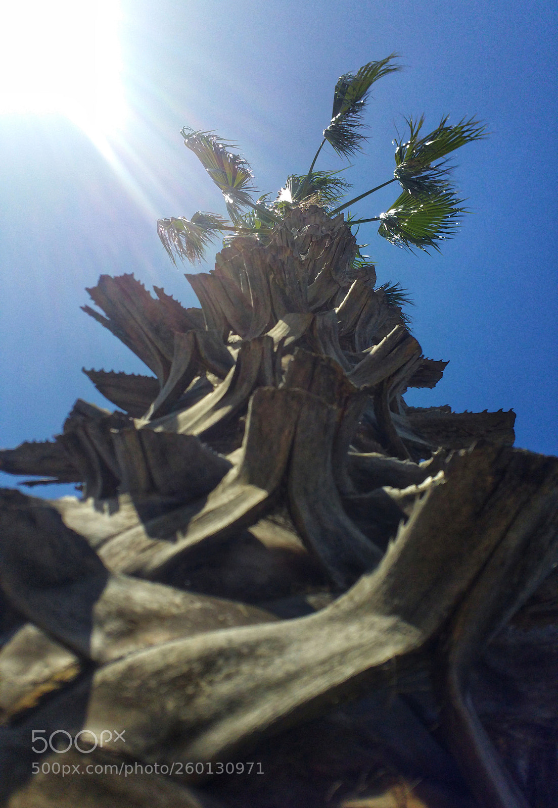 Samsung Galaxy Note4 sample photo. Up the palm tree photography