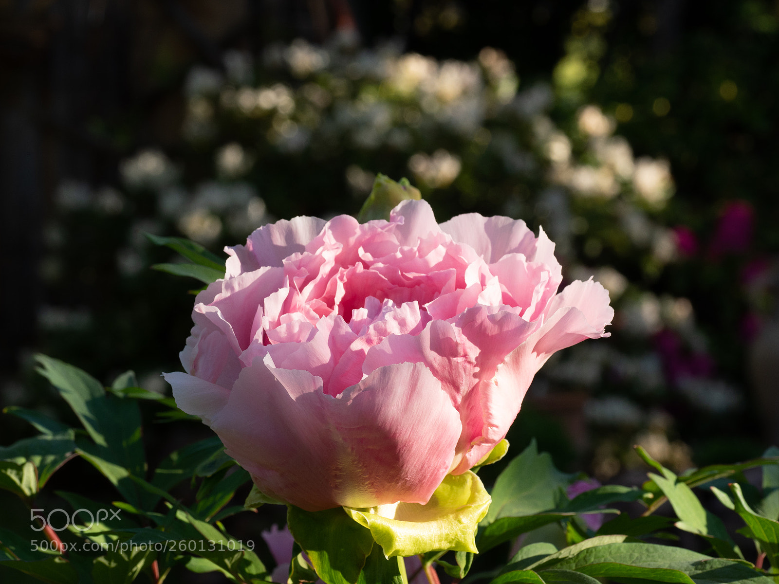 Olympus OM-D E-M1 sample photo. Peony 3 photography