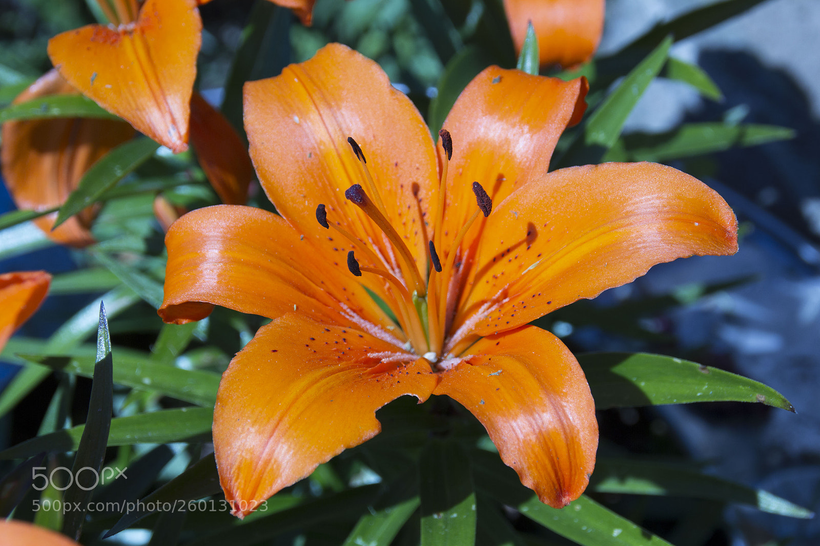 Canon EOS 60D sample photo. Img photography