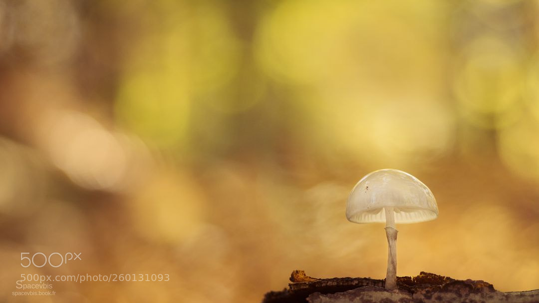 Nikon D7100 sample photo. White mushroom photography