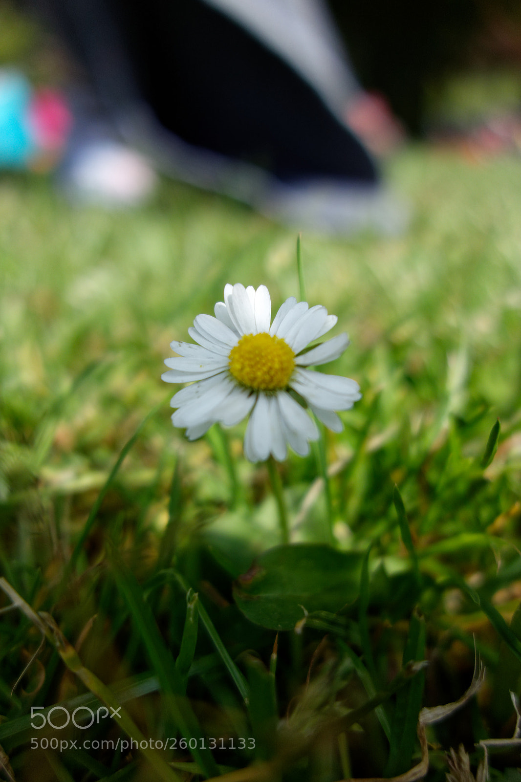 Sony Cyber-shot DSC-RX100 sample photo. Daisy photography