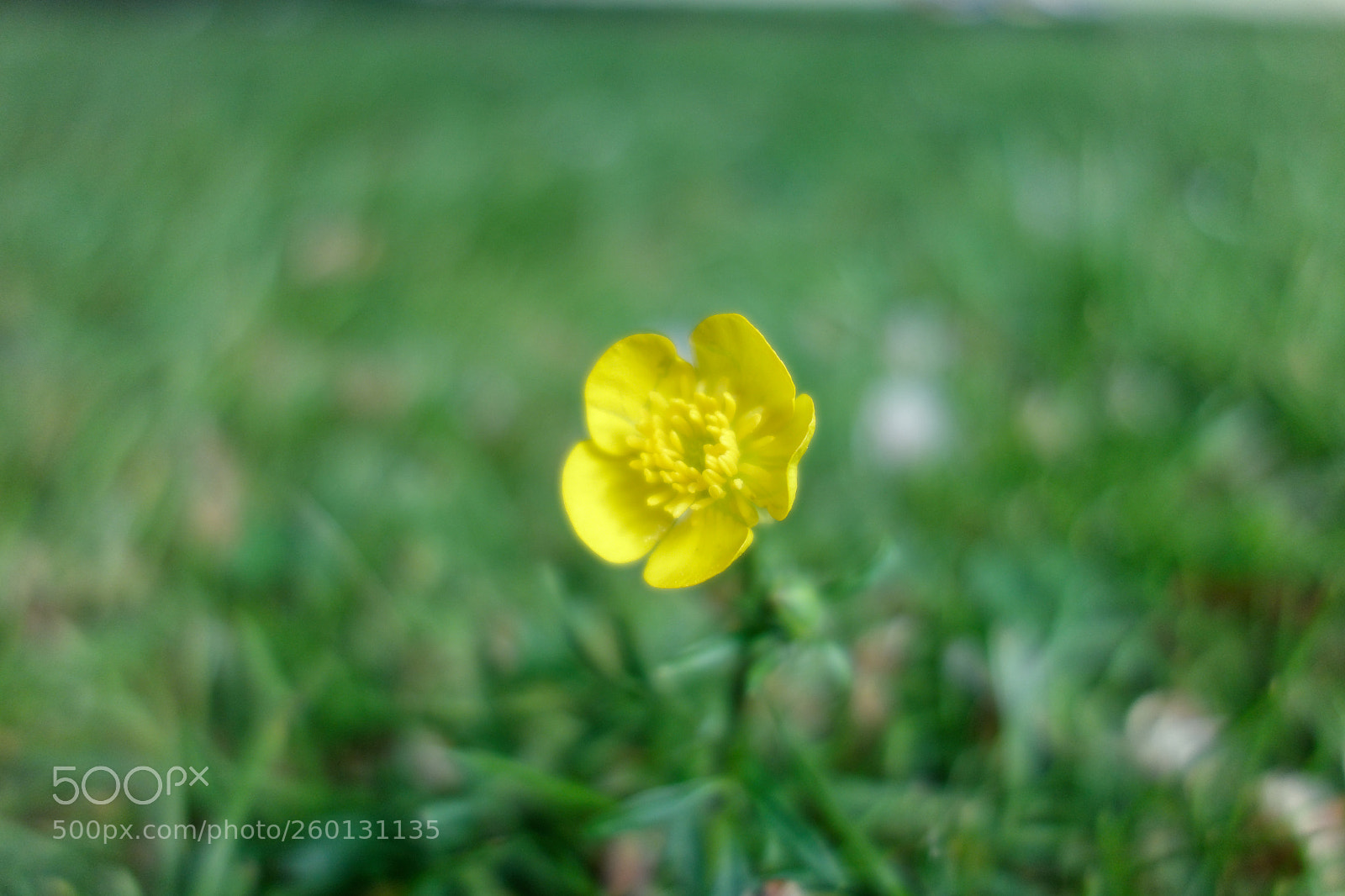 Sony Cyber-shot DSC-RX100 sample photo. Buttercup photography