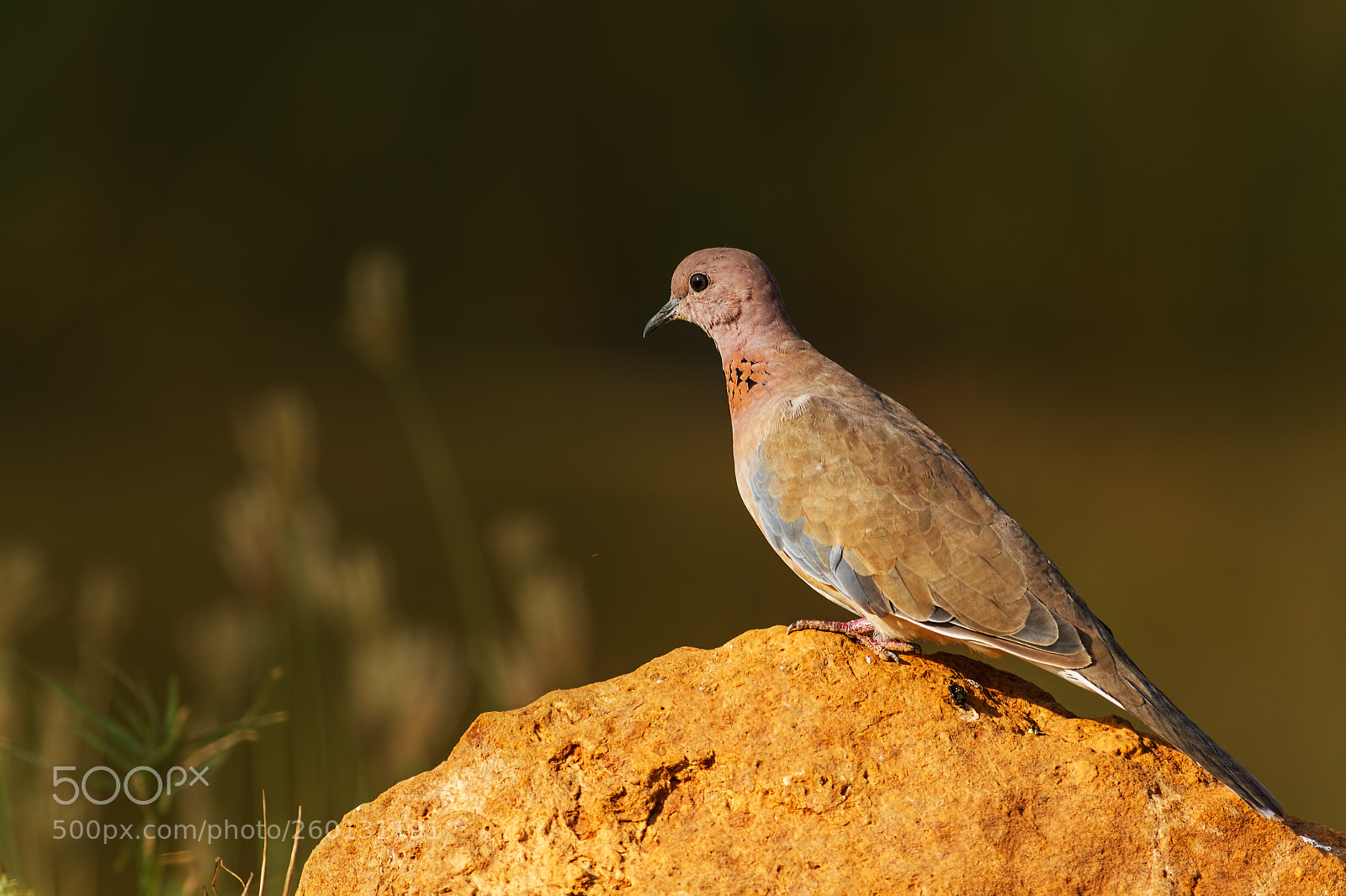 Canon EOS 7D sample photo. Laughing dove... photography
