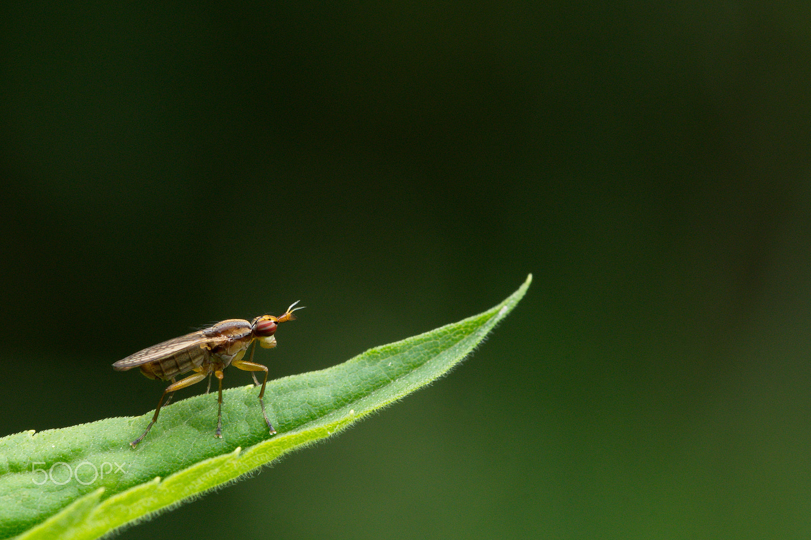 Tamron SP 90mm F2.8 Di VC USD 1:1 Macro sample photo. Fly photography