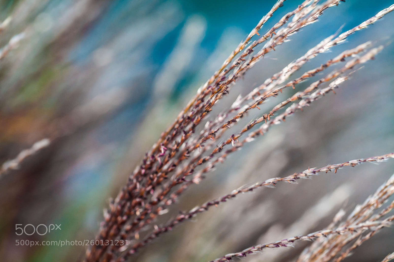 Canon EOS 5D sample photo. Red grass photography