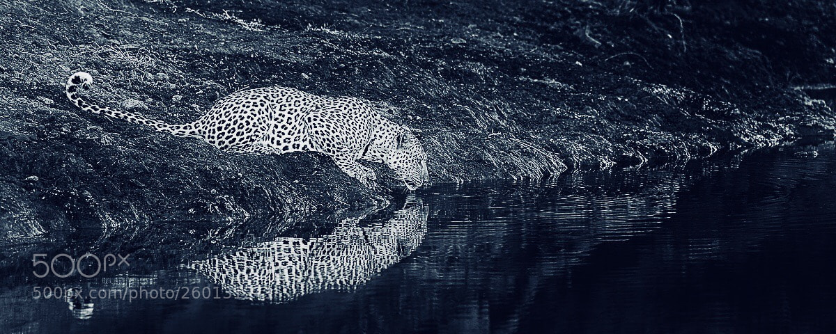 Nikon D700 sample photo. Leopard photography